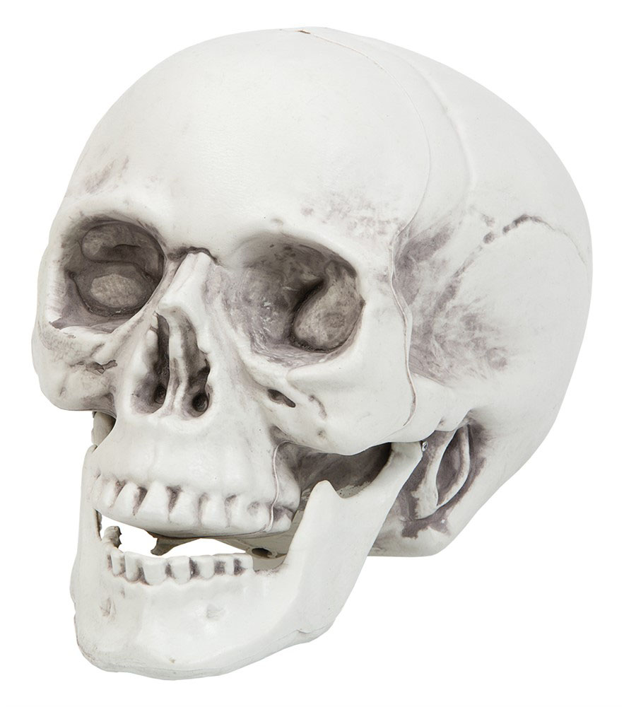 Skræmmende Halloween Kranie i Hård Plast til Dekoration